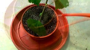 РАЗМНОЖЕНИЕ ГИБИСКУСА ЧЕРЕНКОВАНИЕМ