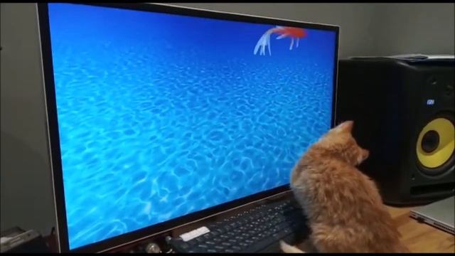 Котенок ловит рыбу в телевизоре  Смешной котенок