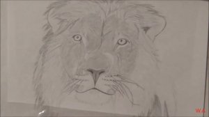 Лев. Рисунок простым карандашом. A lion. Drawing in pencil.