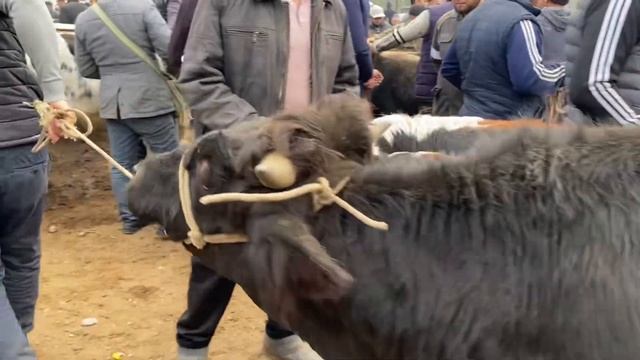 YOZYOVON BOZORI. KATTA VA KICHIK BUQALAR NARHLARI. ZO'R BULDI . 08,11,2023