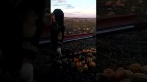 Уборка тыквы Штирийской, урожай 2022