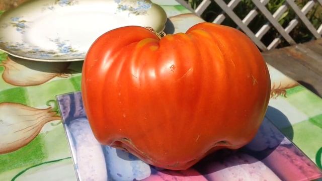 Дегустация Коллекционного Сорта Польская Слива Тети Сварло. смотреть онлайн