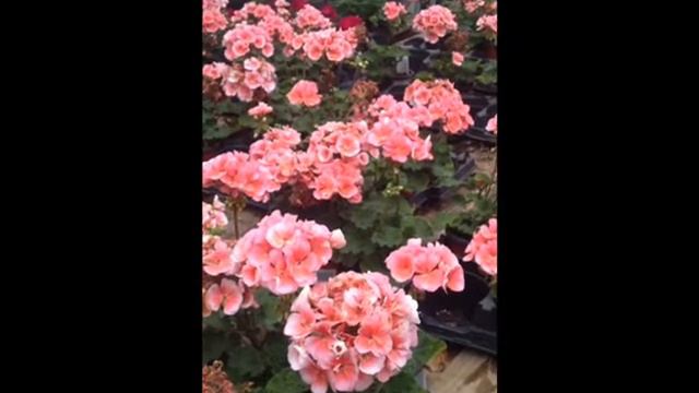 Pink Geranium.Landscape-Hardscape: Bucks County PA: orserlandscaping.com