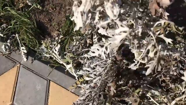 Цинерария перезимовала, обрежем и укореним. смотреть онлайн