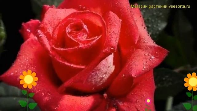 Роза кустовая Кристина. Краткий обзор, описание характеристик, где купить саженцы rosa Christina