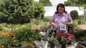 How to Fertilize Petunias : Grow Guru