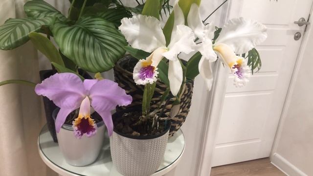 Сattleya mossiae semi-alba ('Blanca' x 'Aurora'), cattleya mossiae tipo N 3. смотреть онлайн