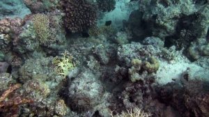 Огромные скаты, ядовитые рыбы и добрые дельфины.