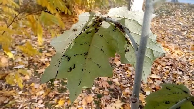 Муравьи пасут тлю осенью на листе тополя Ants graze aphids in autumn on a poplar leaf 秋天，蚂蚁在杨树叶上吃蚜虫 смотреть онлайн