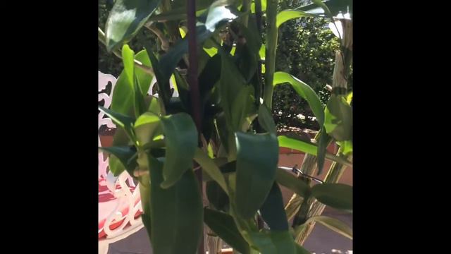 "snow king" dendro nobile | aug 2015 смотреть онлайн