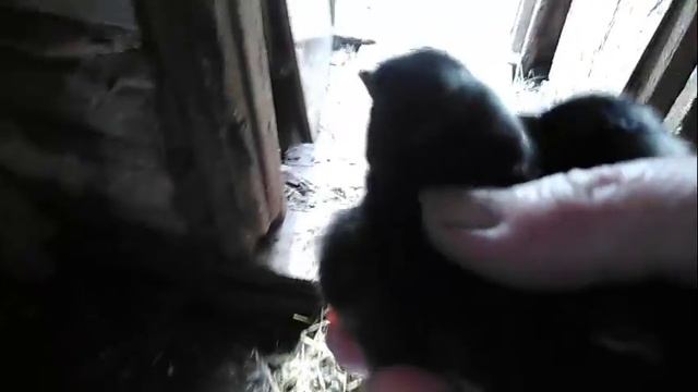 Цыплята подрастают. Новый вывод цыплят . смотреть онлайн