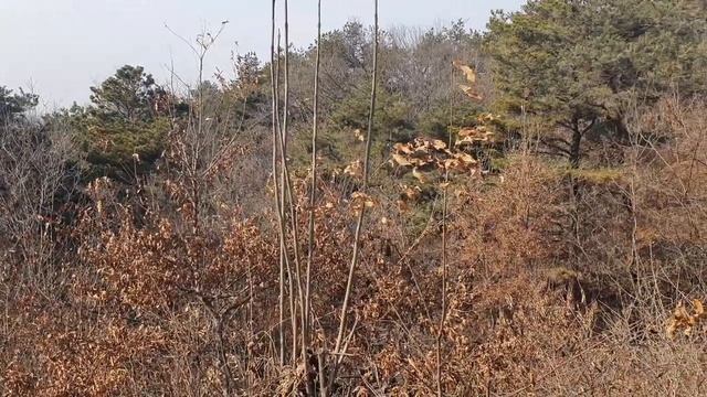 The sound of the wind... Gyeonggi-do Ichoen South Korea 경기도 이천 смотреть онлайн