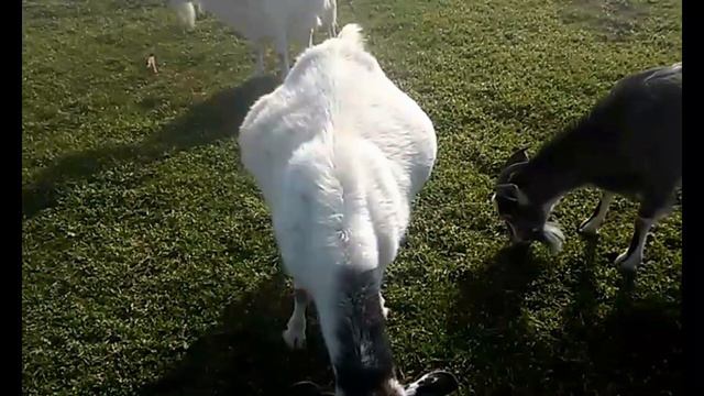 Январские козлята 2021 года. смотреть онлайн