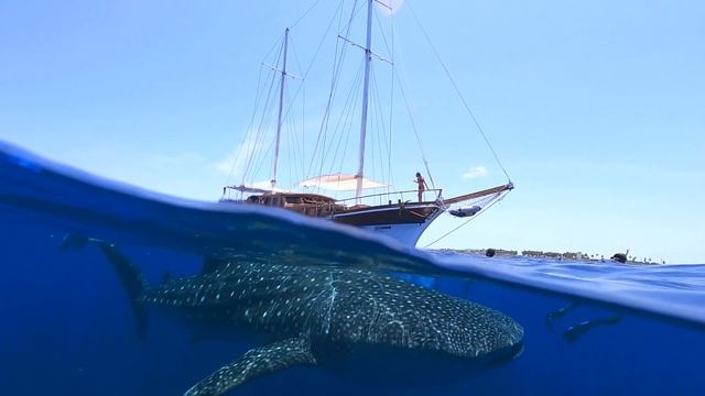 Китовая акула. Whael Shark. Плавание с акулами. смотреть онлайн