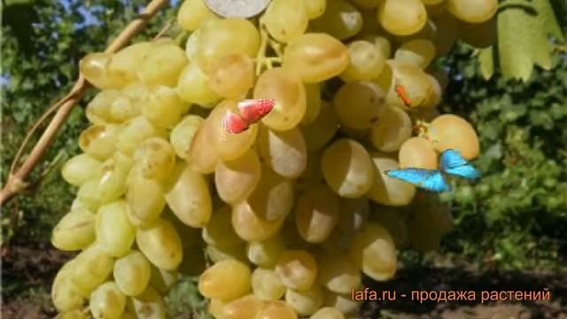 Виноград плодовый Подарок Магарача ? обзор: как сажать, саженцы винограда Подарок Магарача
