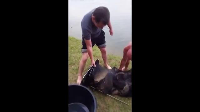 улов карпа 21.07 беседка Бунгало 4