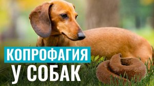 КОПРОФАГИЯ или почему СОБАКИ ЕДЯТ ЭКСКРЕМЕНТЫ: Как отучить питомца?