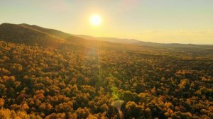 Хабаровск 4к Золотая тайга  drone footage cinematic 4k uhd