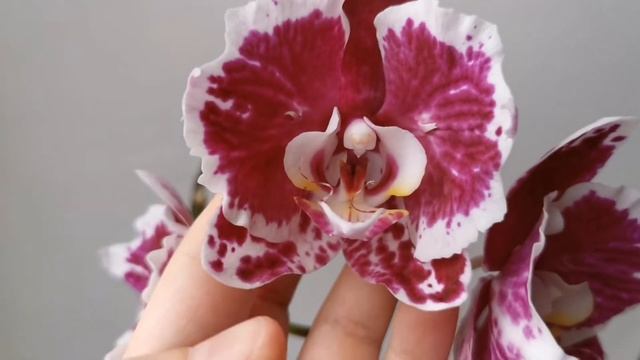 Фаленопсис Бабочка (домашнее цветение бордовой крупноцветковой орхидеи Knight Rider)