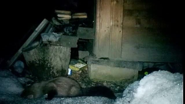 Дикая куница на даче|Wild marten on the dacha смотреть онлайн