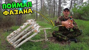 Поймал фазана. Собрал 8 литров берёзового сока. Ловушка на фазанов из Берёзы