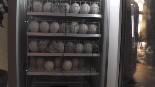 ПОЛУЧИЛА ОЧЕРЕДНОЕ ЯЙЦО ИНДЕЙКИ ЗАКЛАДЫВАЕМ В ИНКУБАТОР смотреть онлайн