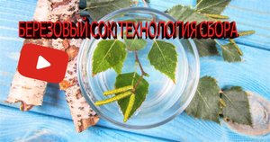 Как собирать БЕРЕЗОВЫЙ СОК! Технология сбора..mp4