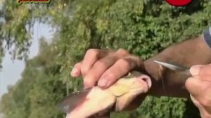 Ловля леща на течении с применением плоского поплавка.