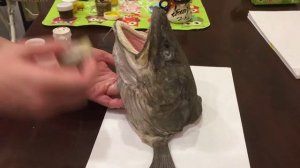 Голова трофейного налима. Как сделать чучело своими руками. Часть 2