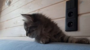 неужели это кисточки?