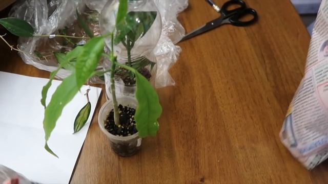 НОВЫЕ ХОЙИ распаковка ! смотреть онлайн