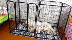 Вольер для собак домашний.mp4