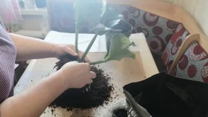 Мединилла. Пересадка. Часть 1