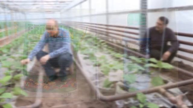 Рост и развитие листовой массы баклажана Фабина F1 (22-01-2018) смотреть онлайн