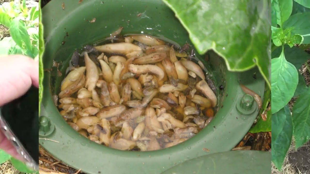 Слизни начинают атаковать ! Проверенные методы борьбы !!! смотреть онлайн