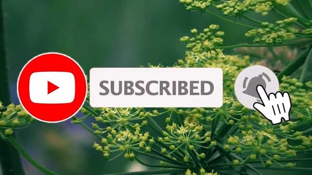 Flies on a flower / Foenículum vulgáre / Фенхель обыкновенный смотреть онлайн