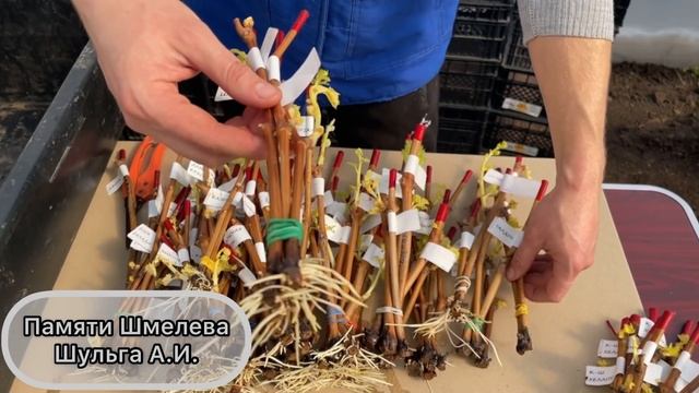 Виноградарство 2021 г. Как  укореняются новинки винограда.