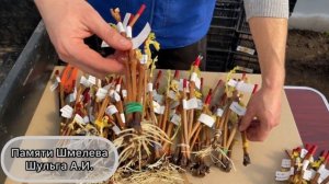 Виноградарство 2021 г. Как  укореняются новинки винограда.