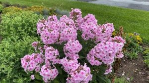 Luminary Opalescence Phlox