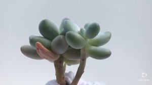 Pachyphytum Sky