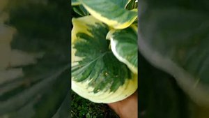 Хоста Клиффорд Форест Файэр август