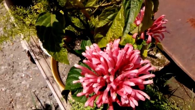 Якобиния - Юстиция (Justicia - Jacobinia) смотреть онлайн