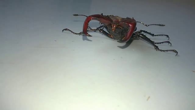 Жук-Олень, 01.06.2020, Старый Оскол Белгородской области смотреть онлайн