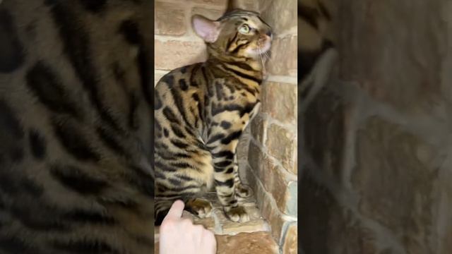 Бенгальский кот смотреть онлайн