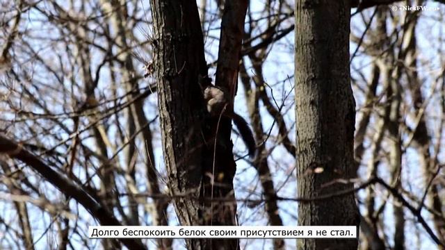 Первомайские Белки из Парка Победы смотреть онлайн