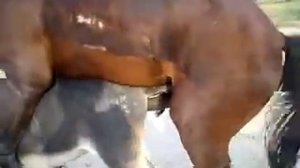 18+не для слабонервных,бедный ишак