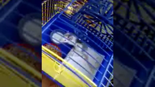 Как ухаживать за крысой смотреть онлайн