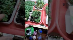 Экоферма микрозелени GreenFamily правильное и вкусное питание для всей семьи.