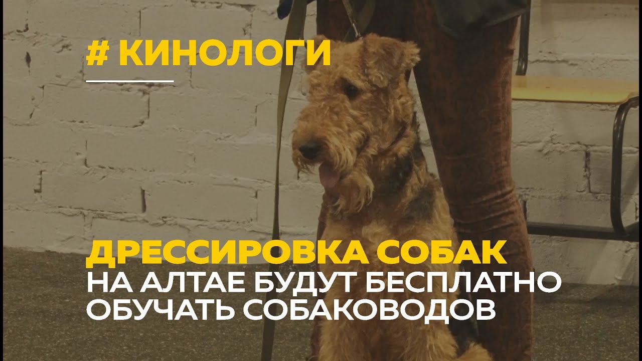 Бесплатные курсы дрессировки собак появятся в Барнауле