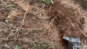 Откуда Такая Редкая Монета в этом поле?Копаю с Quest X5